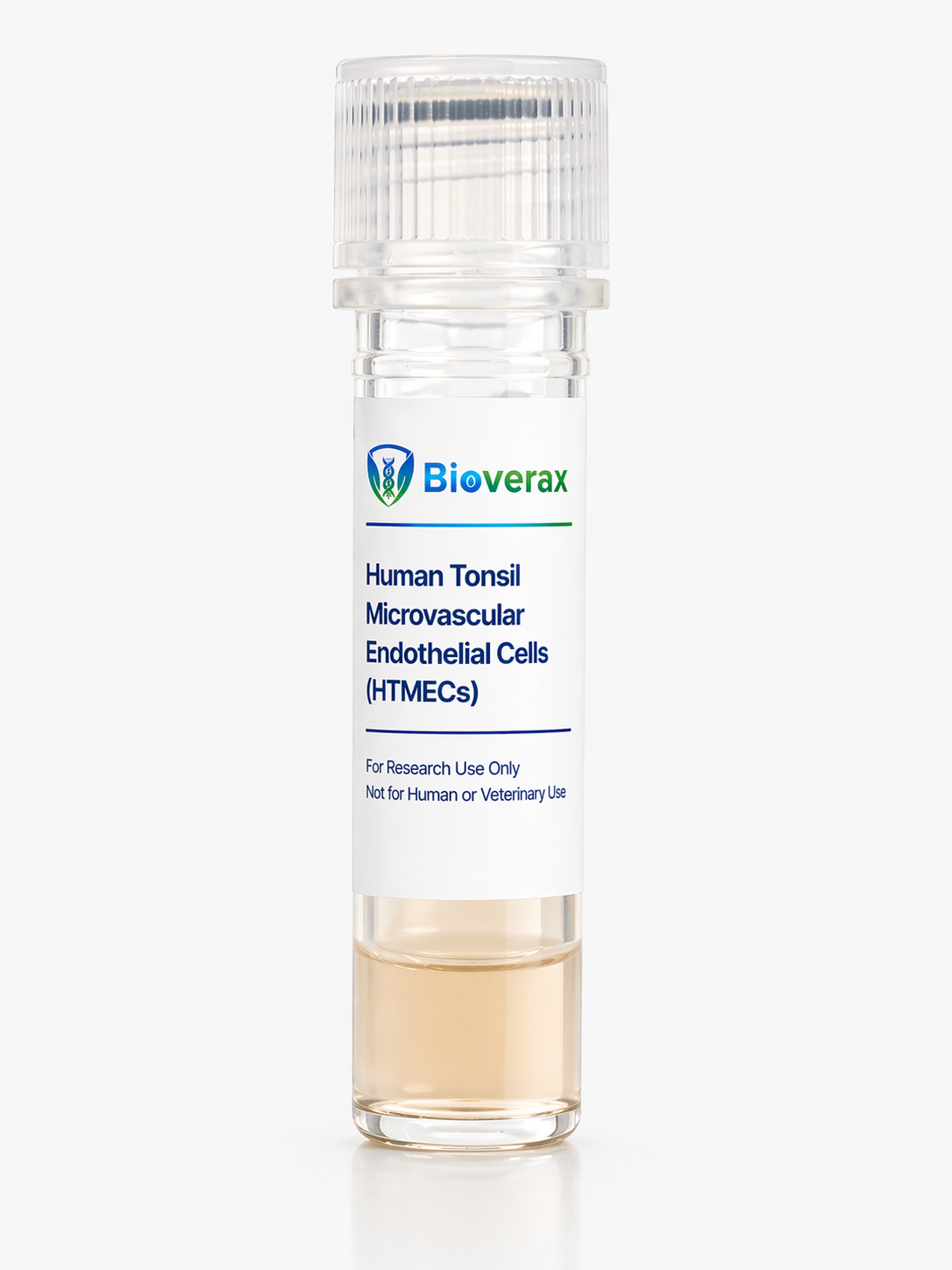 Human Retinal Microvascular Endothelial Cells