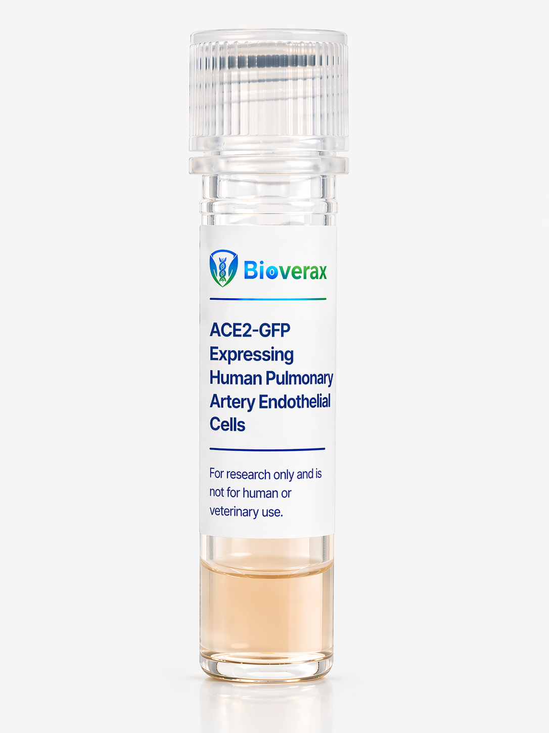 ACE2-GFP Expressing Human Pulmonary Artery Endothelial Cells