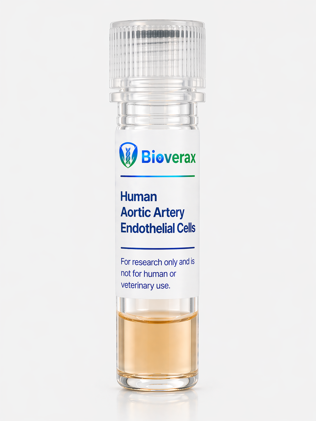 Human Aortic Artery Endothelial Cells