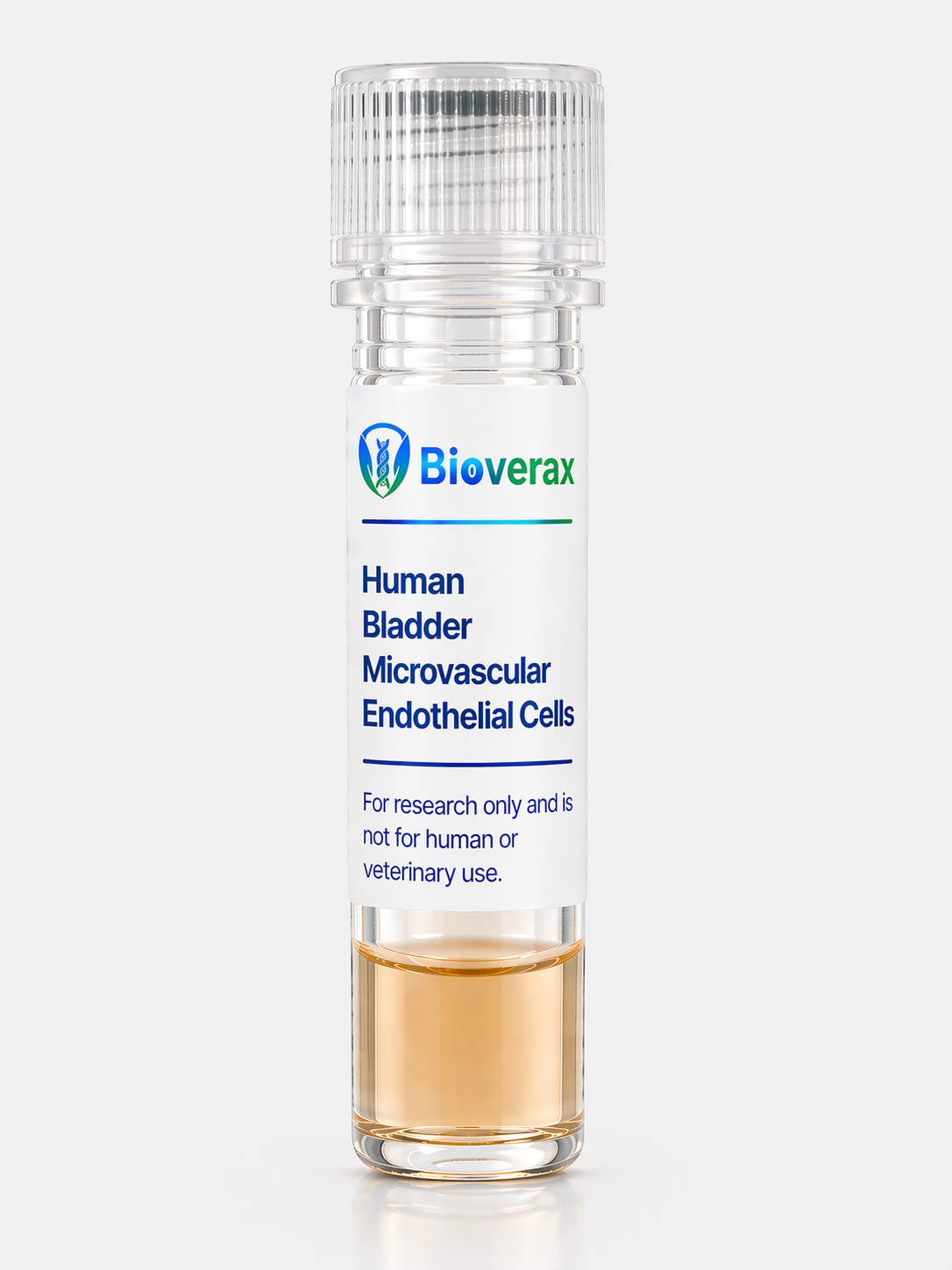 Human Bladder Microvascular Endothelial Cells