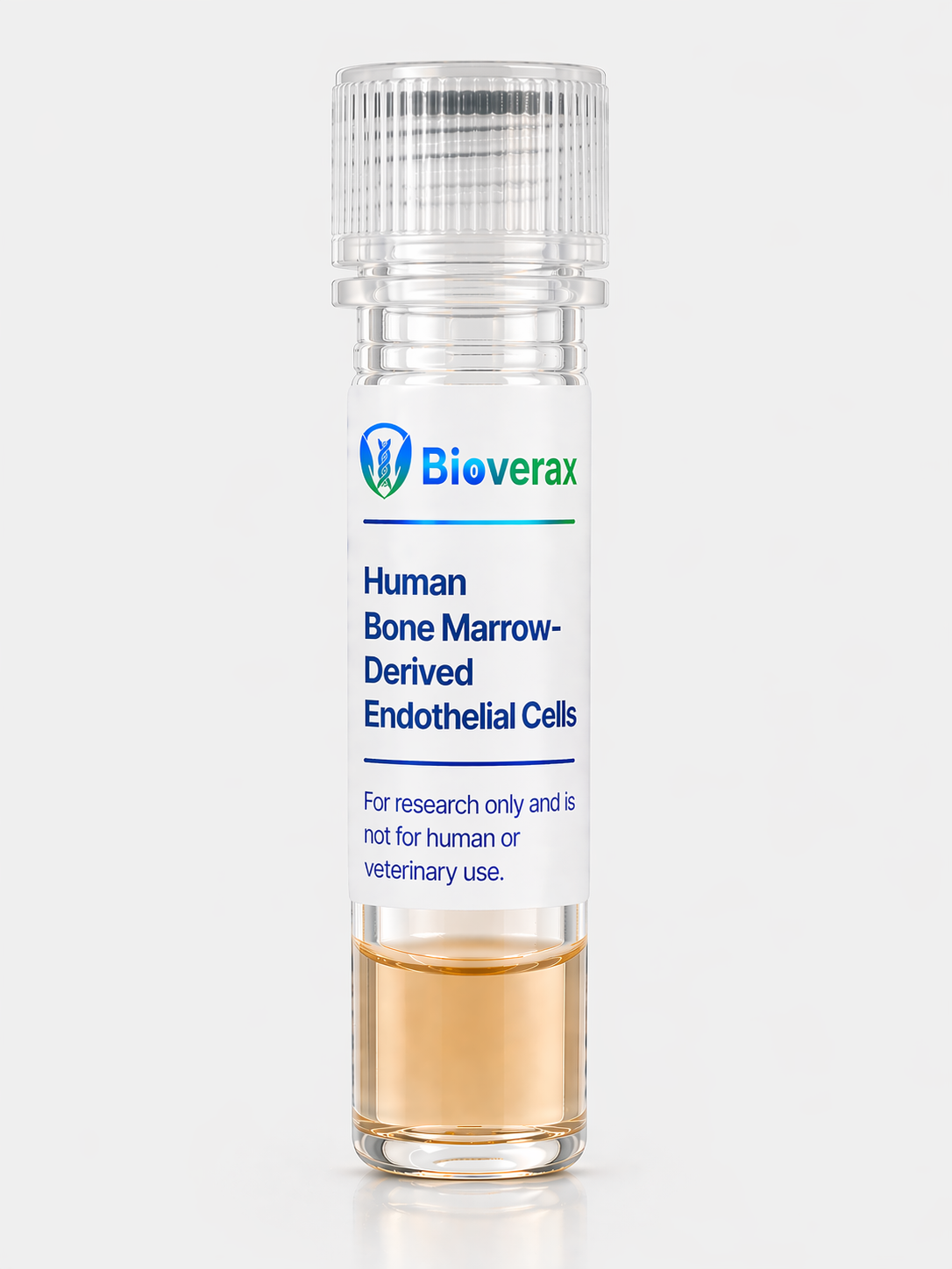 Human Bone Marrow-Derived Endothelial Cells