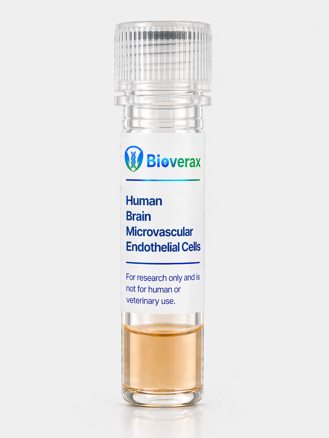 Human Brain Microvascular Endothelial Cells (HBMVECs)