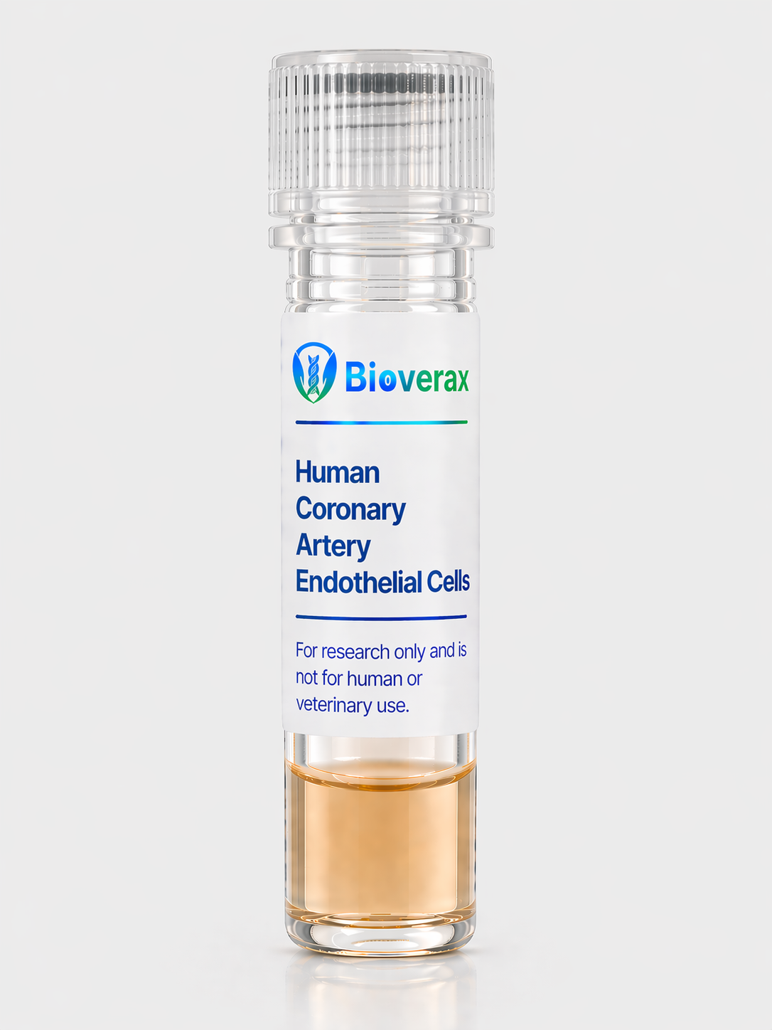 Human Coronary Artery Endothelial Cells