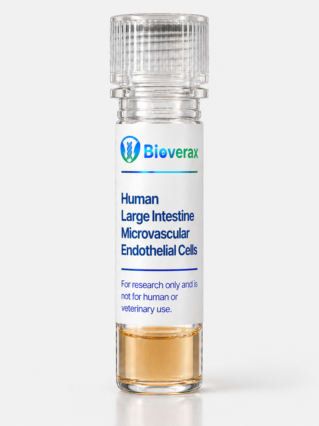 Human Large Intestine Microvascular Endothelial Cells