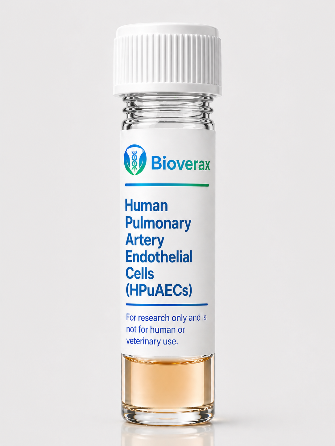Human Pulmonary Artery Endothelial Cells (HPuAECs)