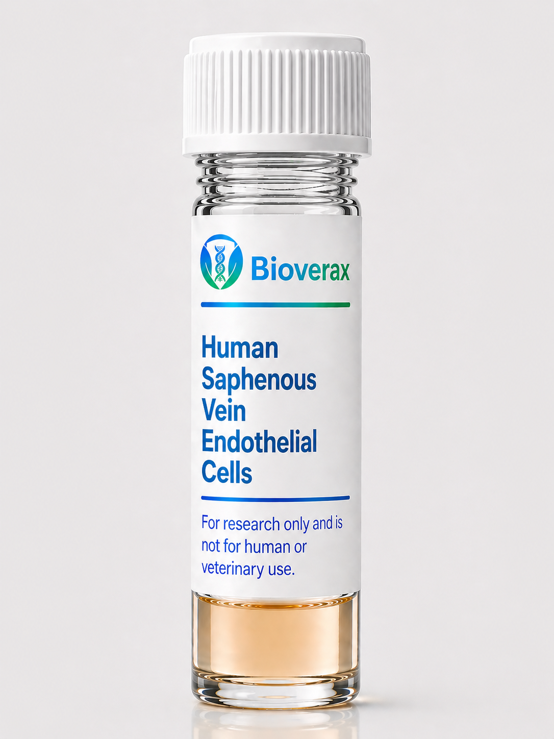 Human Saphenous Vein Endothelial Cells