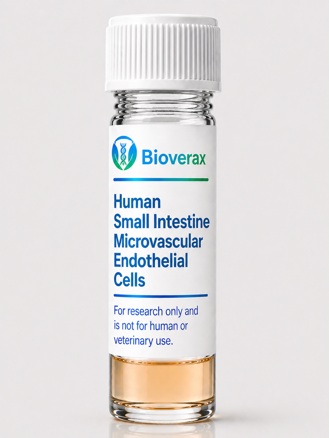 Human Small Intestine Microvascular Endothelial Cells
