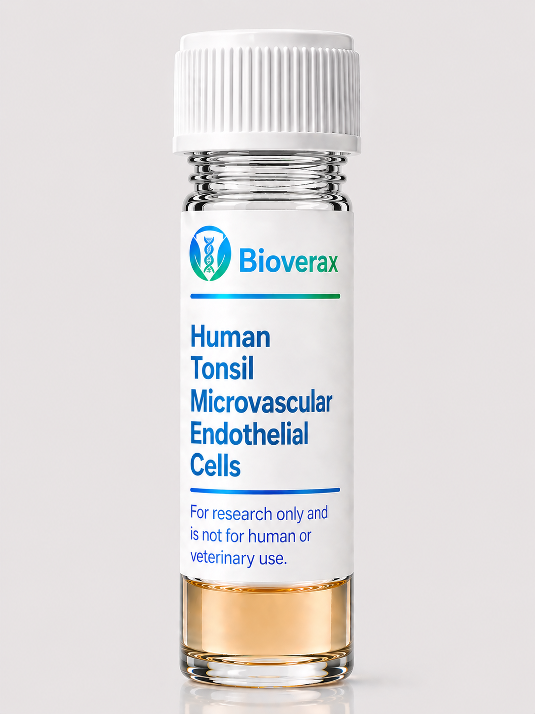 Human Tonsil Microvascular Endothelial Cells