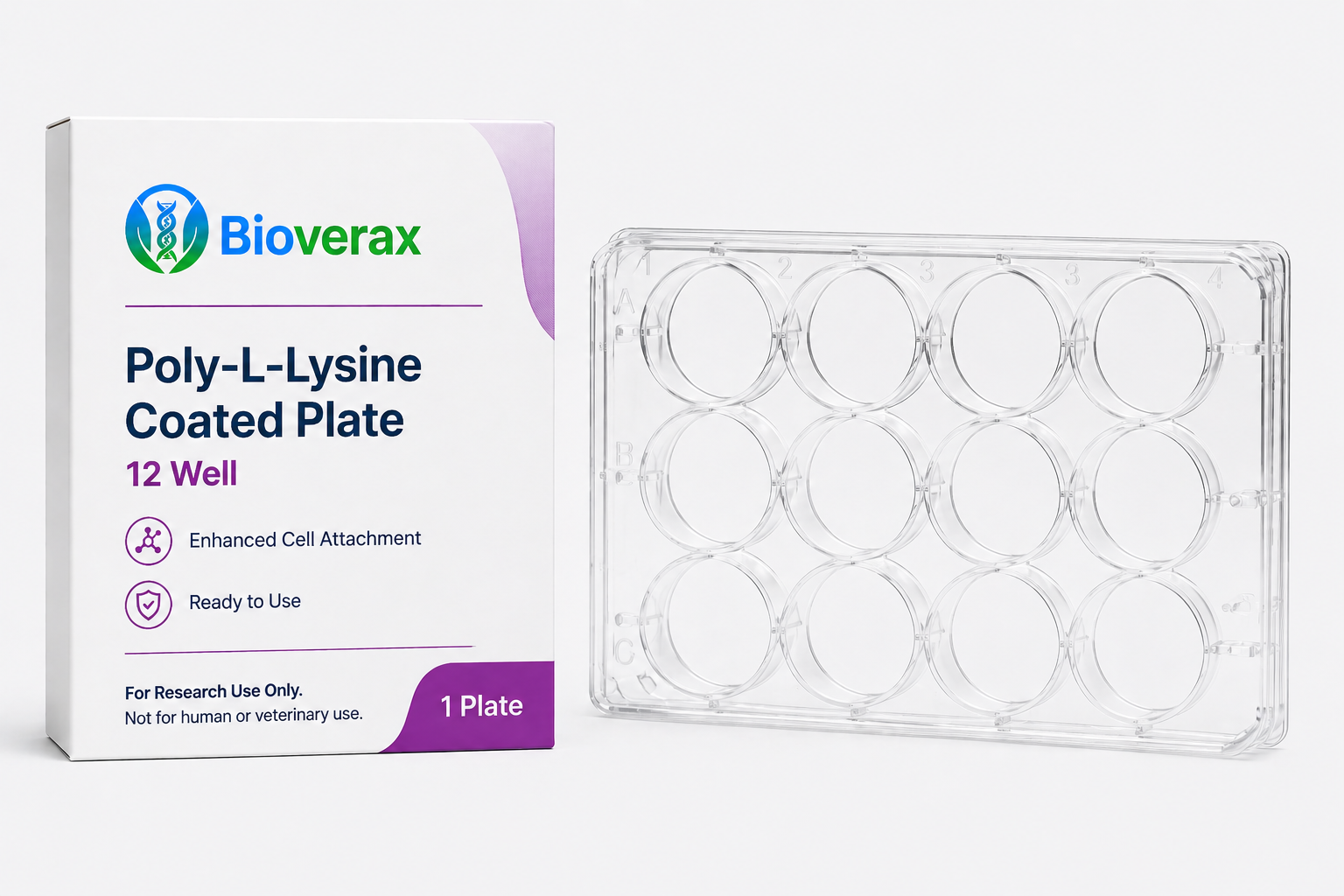 Poly-L-Lysine Coated plate 12 Well