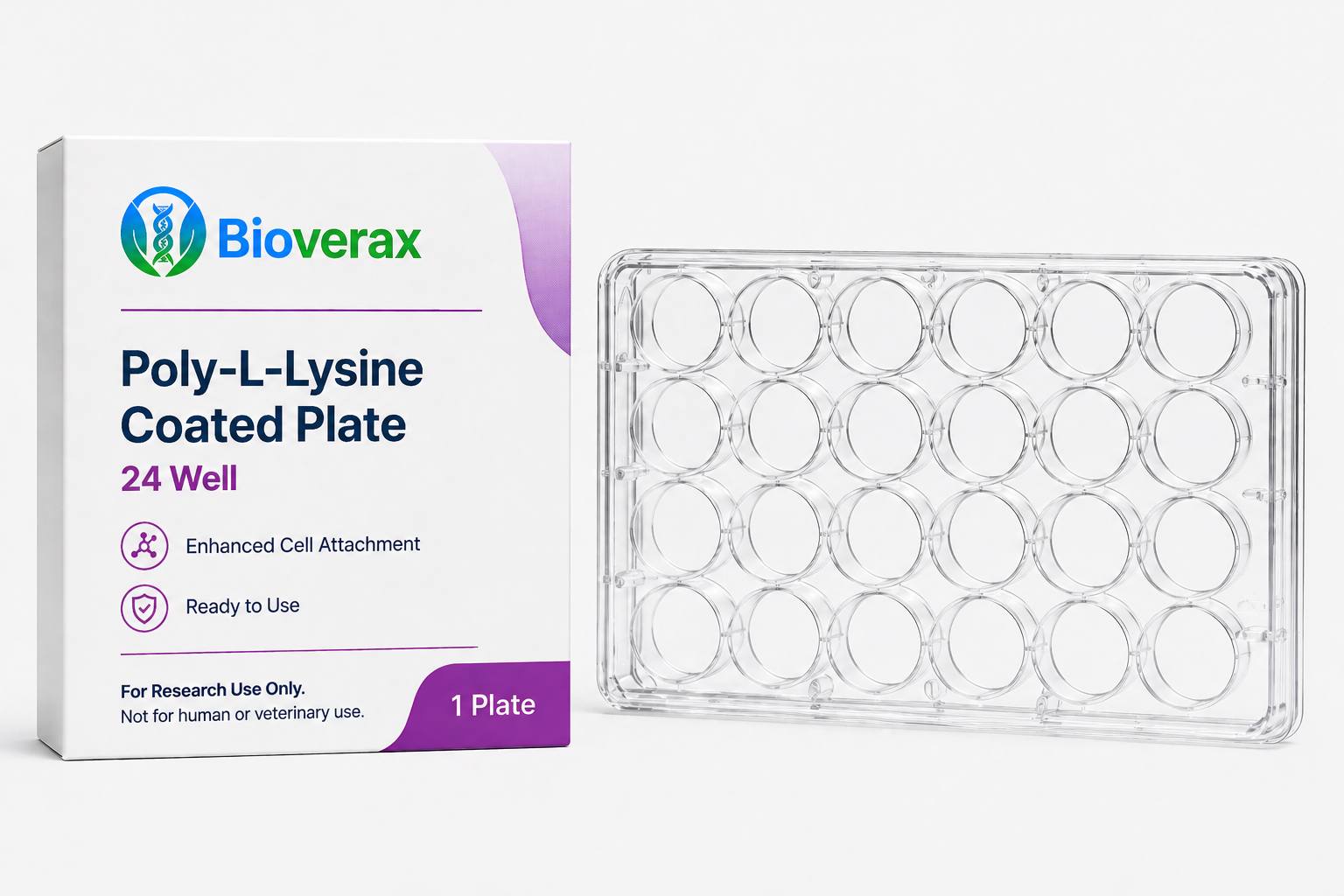 Poly-L-Lysine Coated plate 24 Well