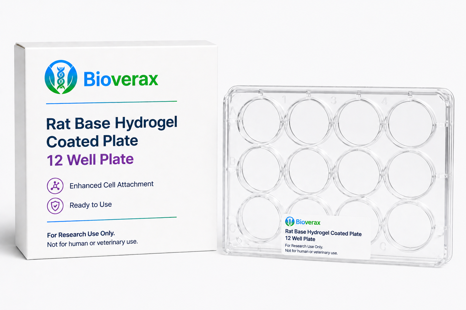 Rat Base Hydrogel Coated Plate 12 Well