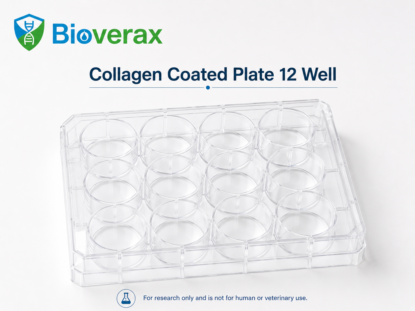 Collagen coated 12 well plates