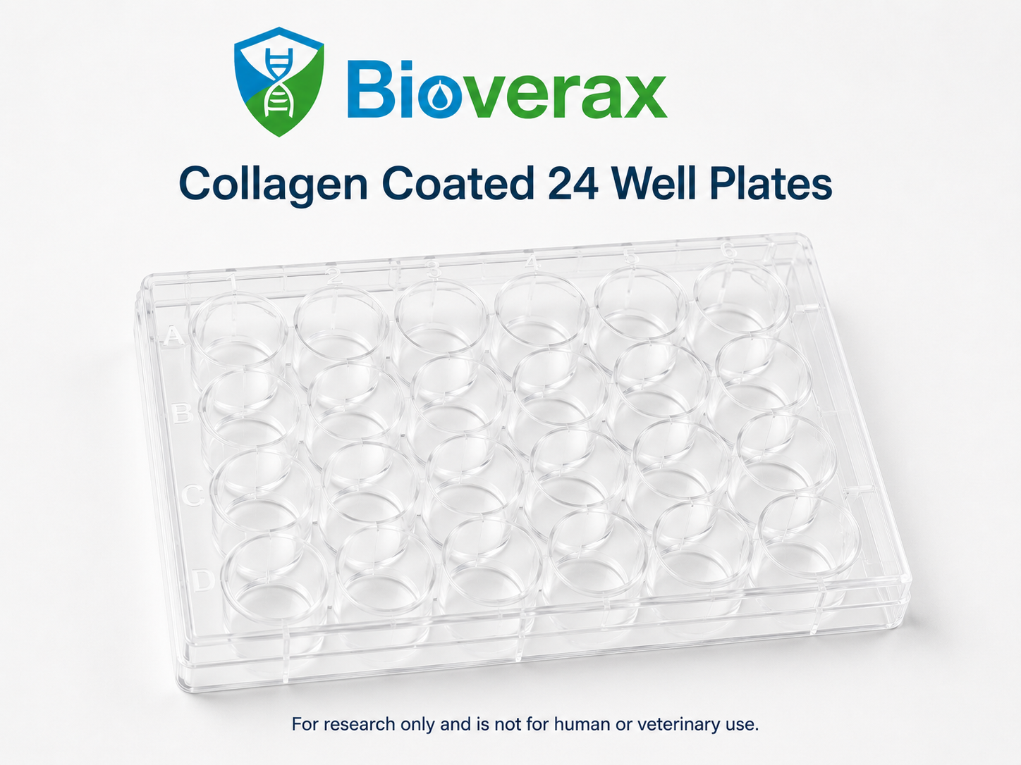 Collagen coated 24 well plates
