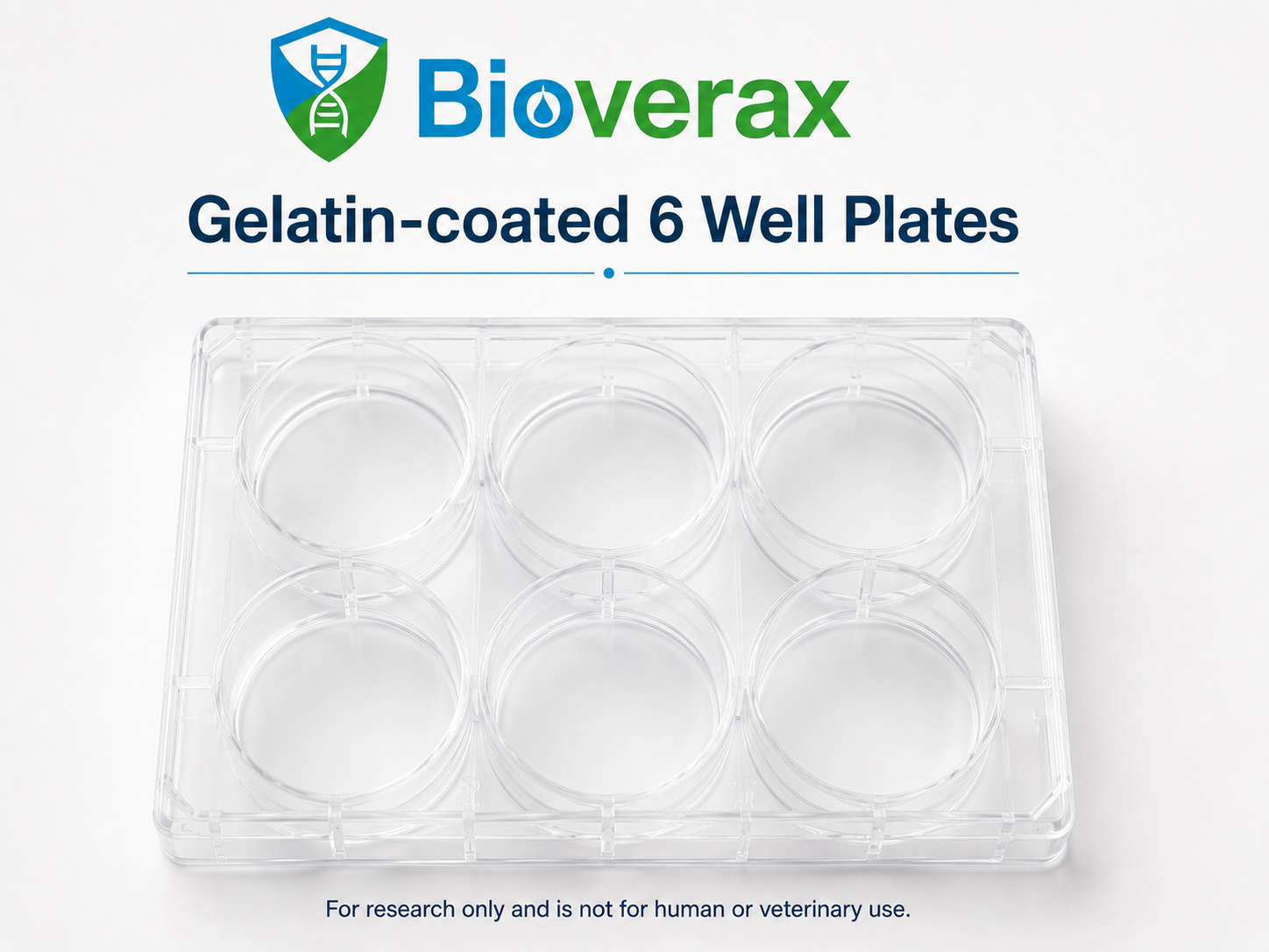 Gelatin-coated 6-well plates