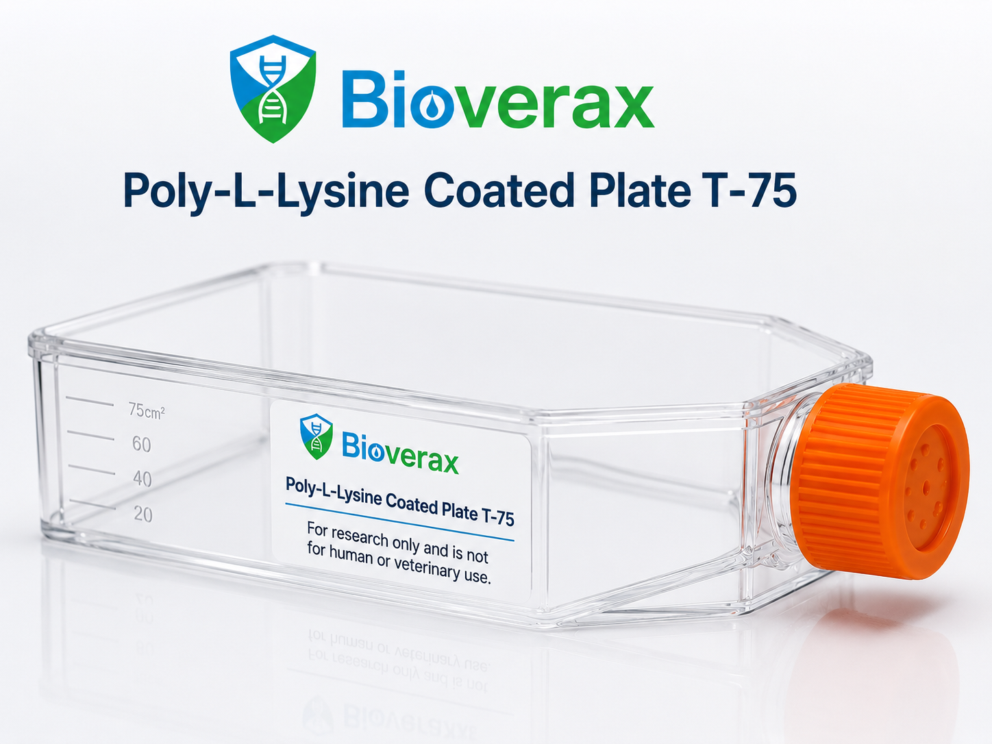 Poly-L-Lysine Coated plate T-75