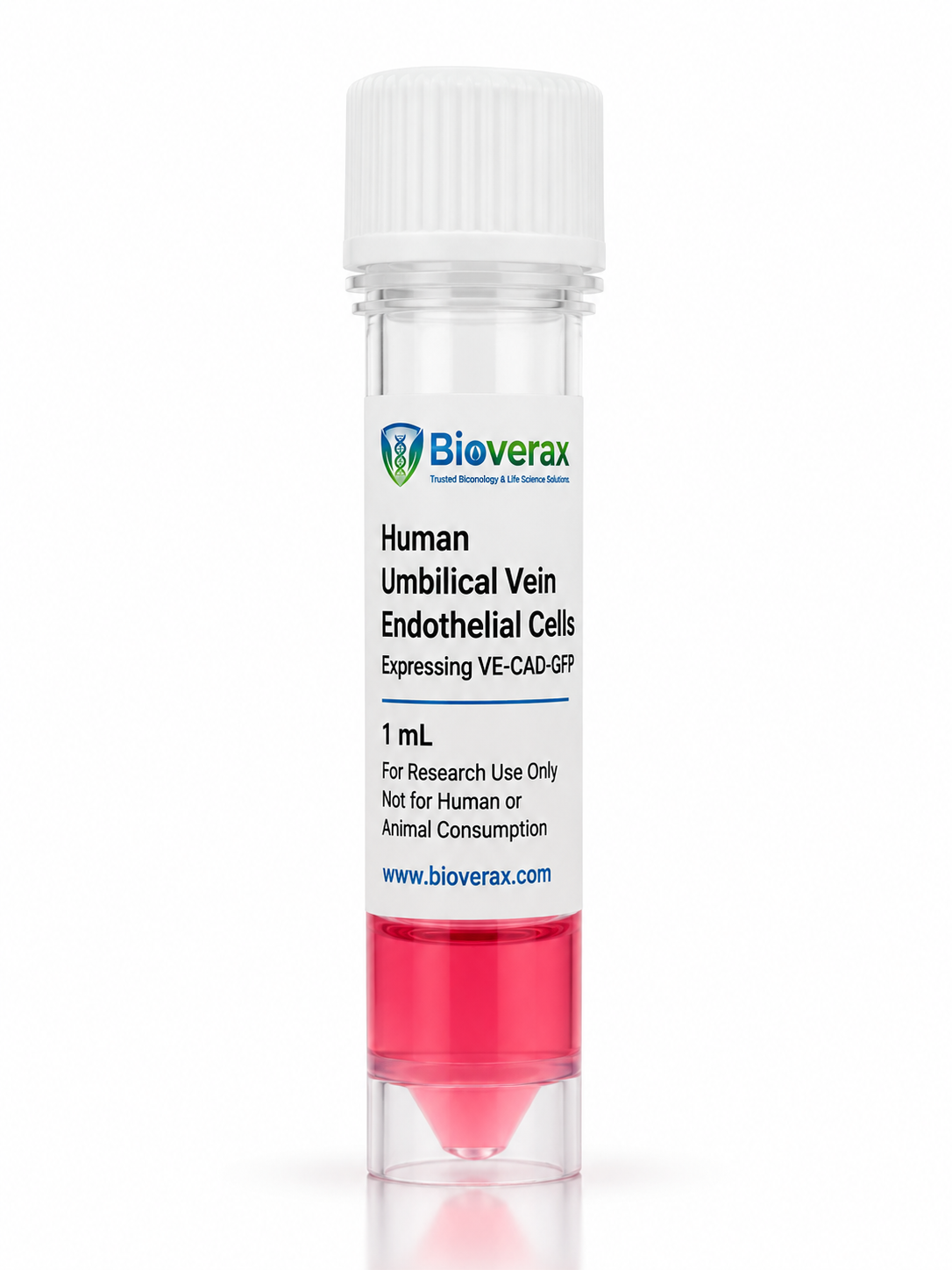 Human Umbilical Vein Endothelial Cells (HUVECs) Expressing VE-CAD-GFP