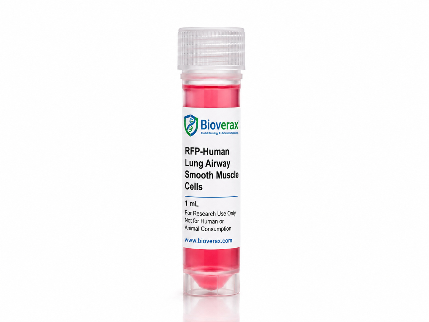 RFP-Human Lung Airway Smooth Muscle Cells