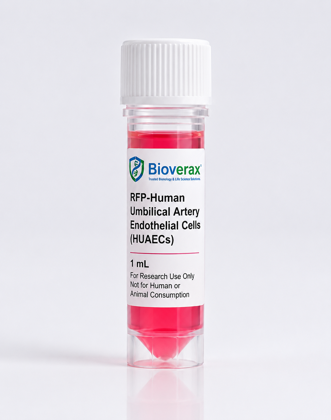 RFP-Human Umbilical Artery Endothelial Cells (HUAECs)