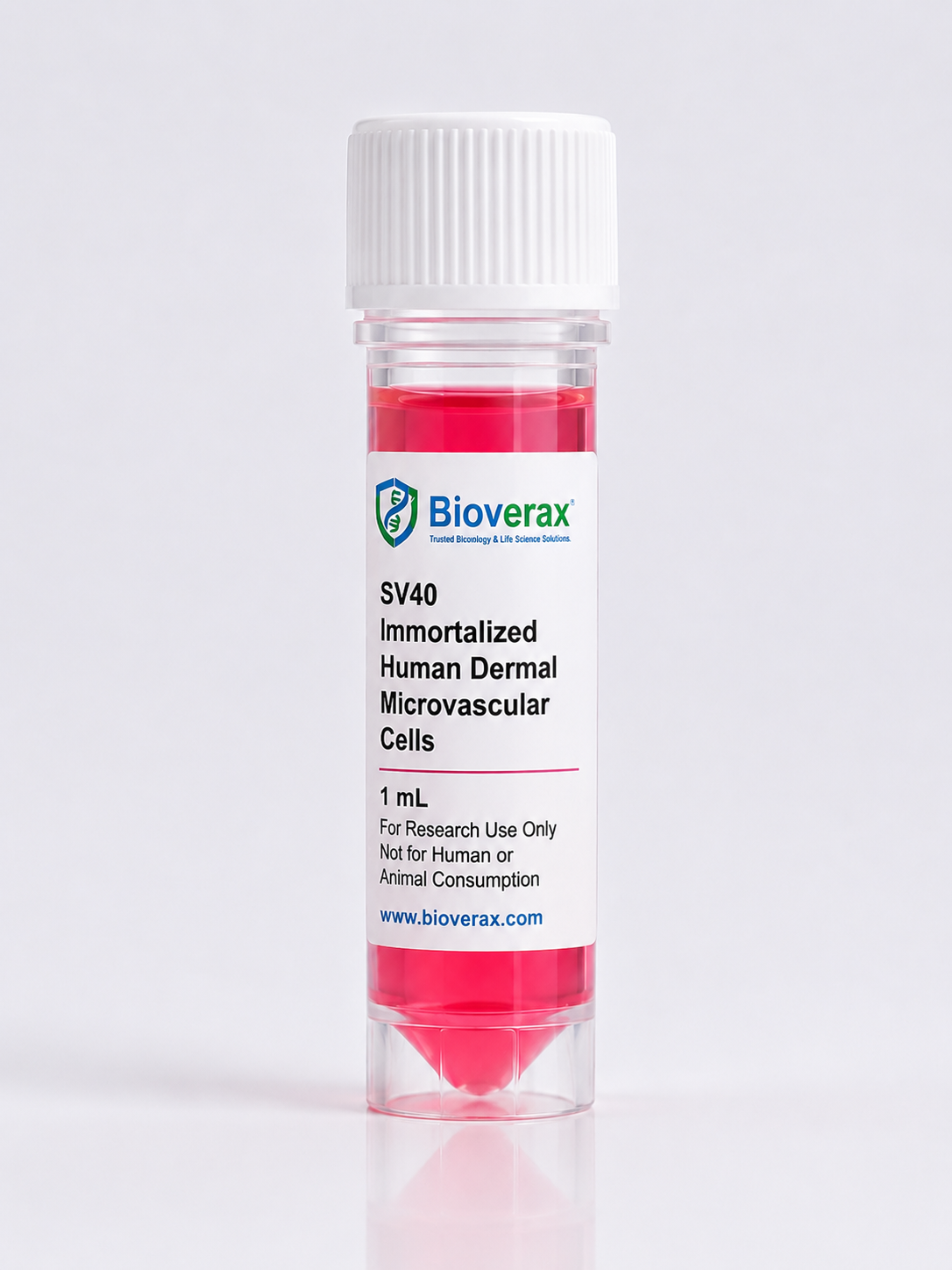 SV40 Immortalized Human Dermal Microvascular Endothelial Cells