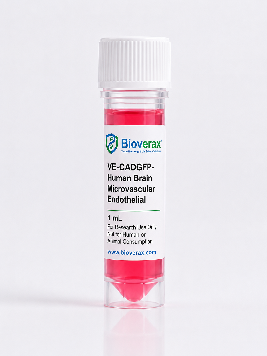 VE-CADGFP-Human Brain Microvascular Endothelial Cells
