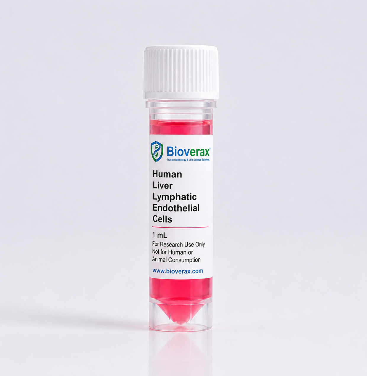 Human Liver Lymphatic Endothelial Cells
