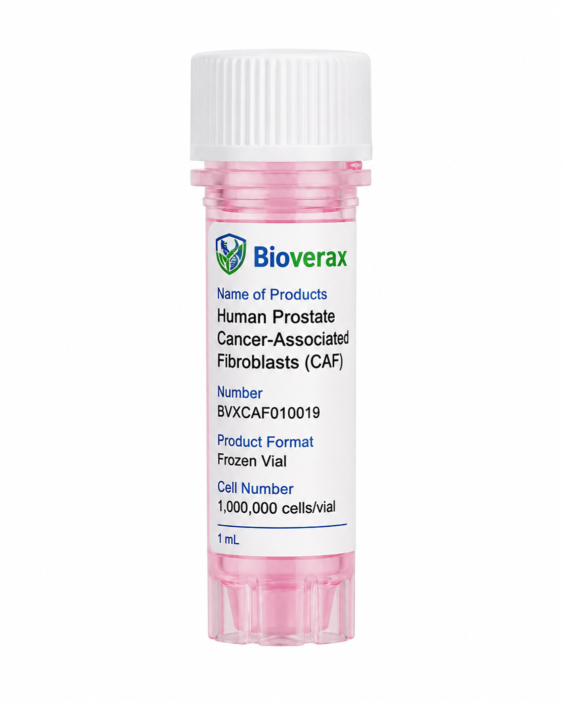 Human Prostate Cancer-Associated Fibroblasts (CAF)